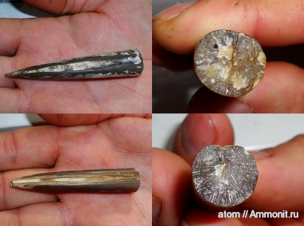 белемниты, Саратовская область, Cylindroteuthis beaumonti, belemnites