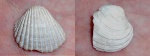 Cardium и Aktschagylia subcaspia