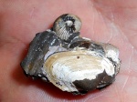 Grammatodon sp и Eboraciceras