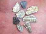 Осколки Radulopecten