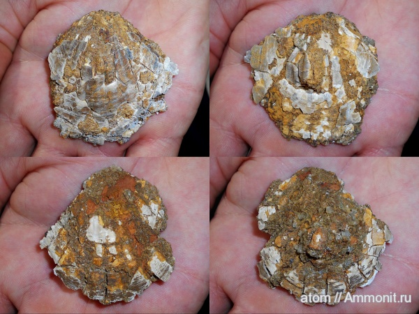 двустворки, Саратовская область, Radulopecten, ТЭЦ-5