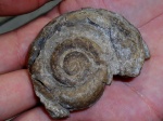 Euomphalus marginatus.