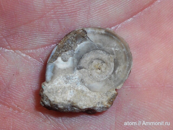 Euomphalus, брюхоногие моллюски, Euomphalus marginatus, Саратовская область, Тёпловский карьер