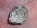 Euomphalus sp.