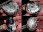 Cadoceras elatmae