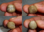 Porambonites.