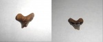 Cretalamna sp.
