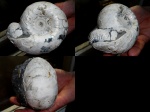Cadoceras elatmae