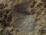 Chonetes Carboniferus.