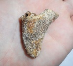 Napaeana sp.