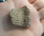 Orthodiscus sp.