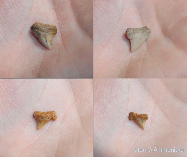 мел, рыбы, Cretalamna, Cretoxyrhina, Cretaceous, fish