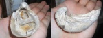 Gryphaea dilatata.