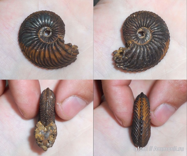 аммониты, юра, Cardioceras, Дубки, Cardioceras cordatum, Саратовская область, Cardioceratidae, Ammonites, Jurassic