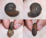 Дубковский Cardioceras.