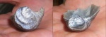 Gryphaea с отпечатками.
