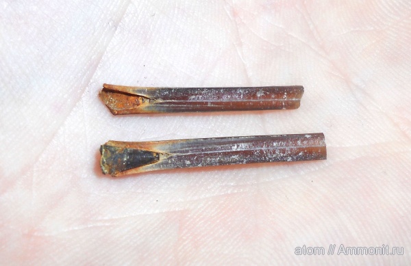 белемниты, юра, Саратовская область, ТЭЦ-5, Jurassic, belemnites