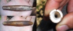 Belemnitella