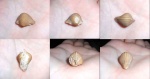 Conocardium sp.