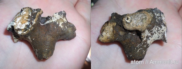 мел, губки, Саратовская область, Cretaceous