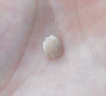 Oxytoma sp.