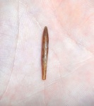 Lagonibelus?