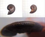 Richeiceras sp.