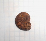 Quenstedtoceras flexicostatum.