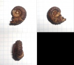Kosmoceras.
