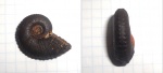 Kosmoceras duncani.