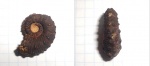 Kosmoceras duncani.