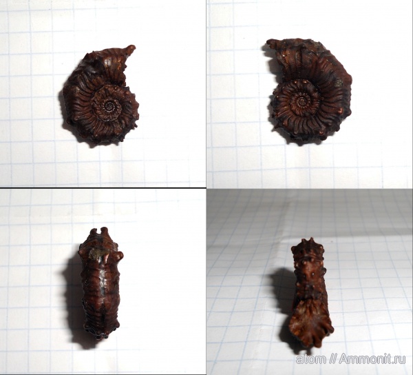 аммониты, Kosmoceras, прижизненные повреждения, Ammonites, Kosmoceras annulatum