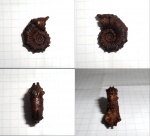 Kosmoceras cf. annulatum