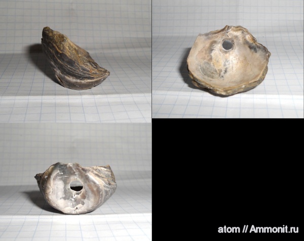 двустворчатые моллюски, Gryphaea, Gryphaea dilatata