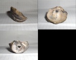 Gryphaea с отверстием.