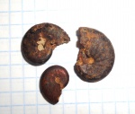 Richeiceras sp.