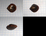 Aulacothyris.