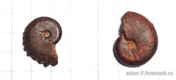юра, Дубки, Creniceras, Creniceras renggeri, Oppeliidae, Richeiceras
