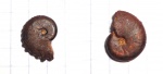 Creniceras  и Richeiceras