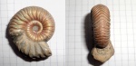 Vertumniceras sp..