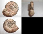 Peltoceras