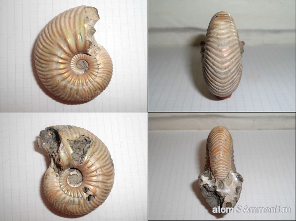 аммониты, келловей, Дубки, Eboraciceras, Саратовская область, Cardioceratidae, Ammonites, Quenstedtoceratinae, Eboraciceras sutherlandiae, Callovian, Middle Jurassic