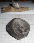 Gryphaea.
