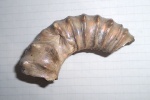 Peltoceras schroederi.