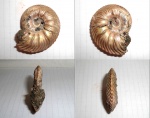 Quenstedtoceras flexicostatum.