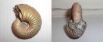 Eboraciceras.
