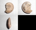 Cardioceras sp.