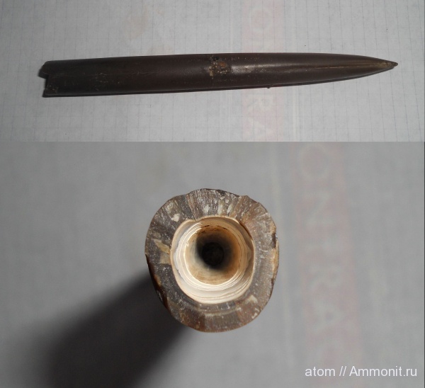 белемниты, оксфорд, Cylindroteuthis, Саратовская область, Oxfordian, belemnites