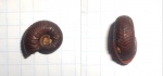 Goliathiceras sp.