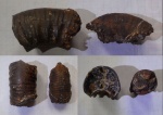 Неопределённые Perisphinctidae.